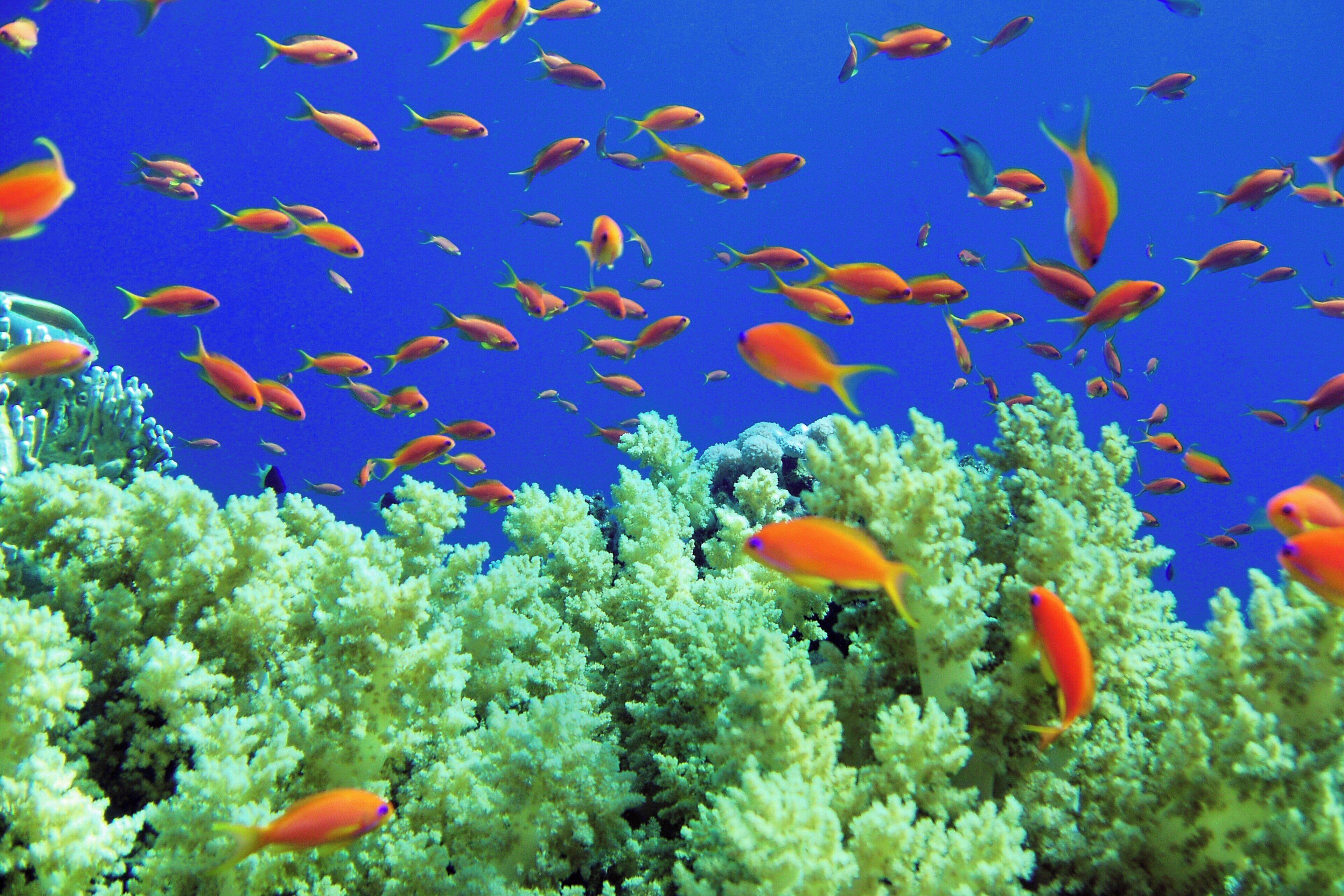 A coral reef with numerous orange fish swimming around.