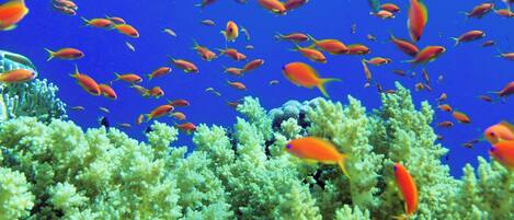 A coral reef with numerous orange fish swimming around.