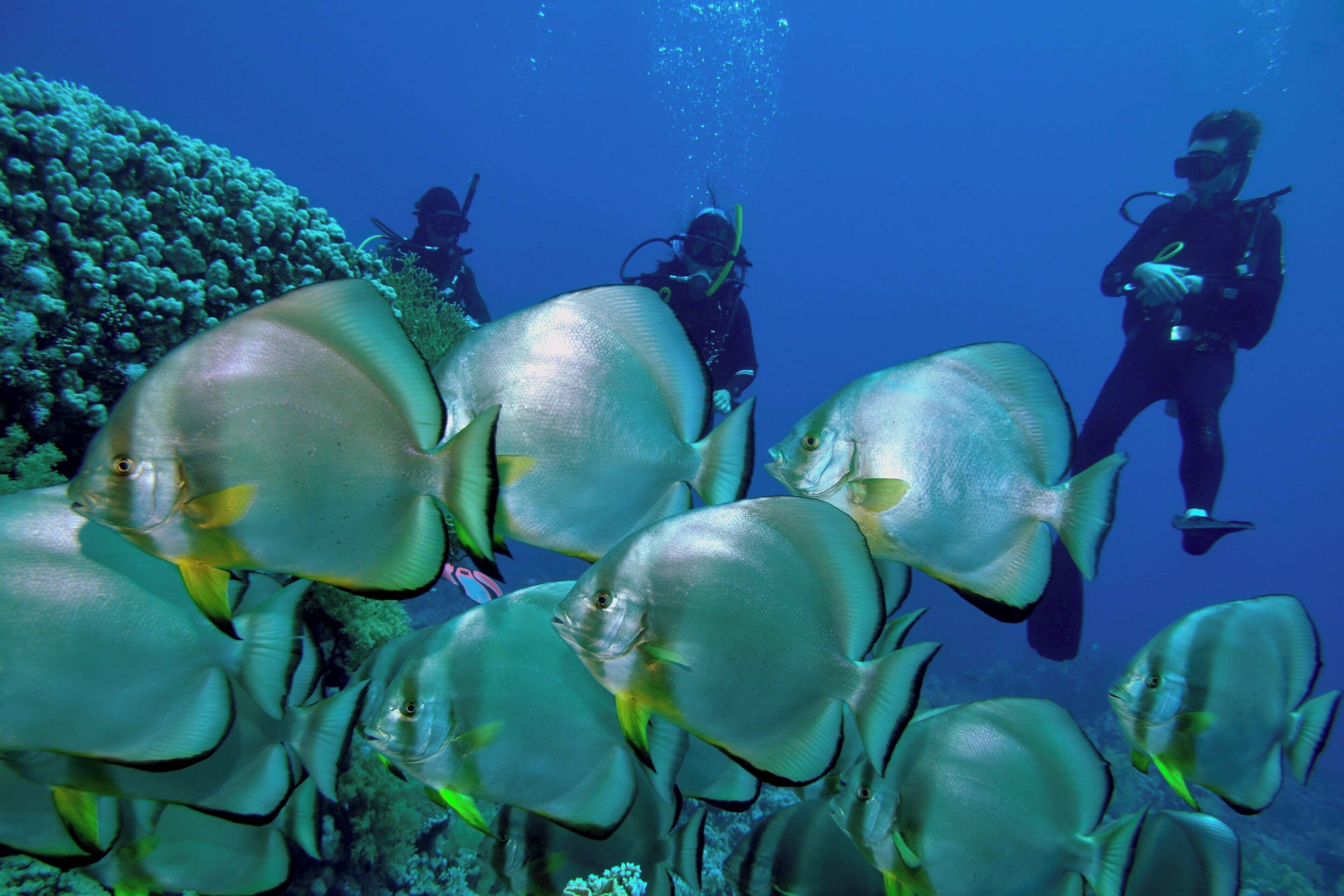 Un groupe de plongeurs, entourés de grands poissons, évolue dans un environnement sous-marin clair.