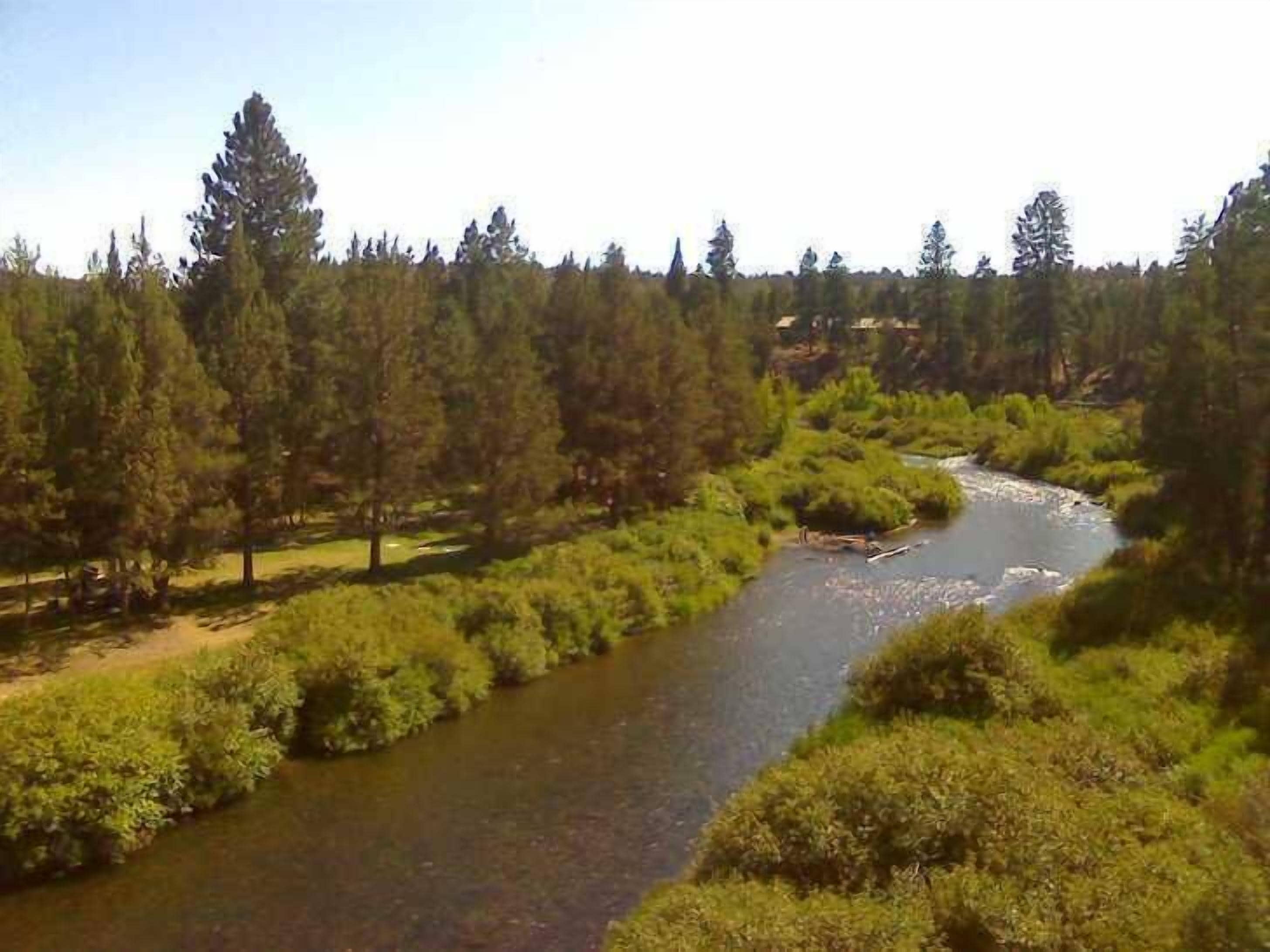 A river flowing through a forested area with dense trees and greenery on both sides.