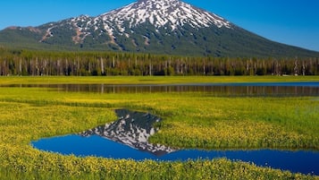 Ein Berg mit schneebedecktem Gipfel, ein klarer blauer Himmel und ein Feld mit gelben Blumen, in einem Teich spiegelt sich der Berg.