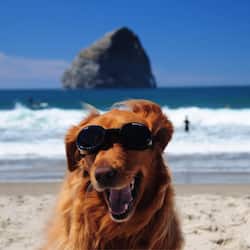 Beach nearby, sun loungers, beach towels