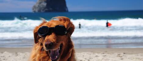 A dog on a beach with waves and a rock formation in the background.