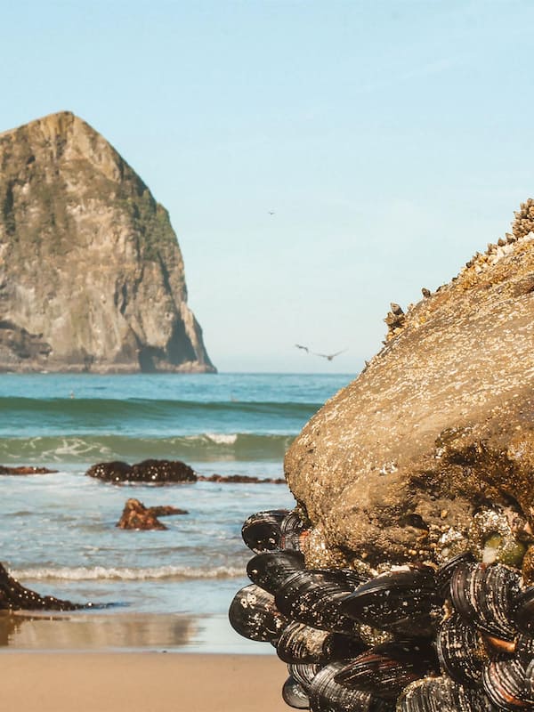 Beach nearby, sun loungers, beach towels
