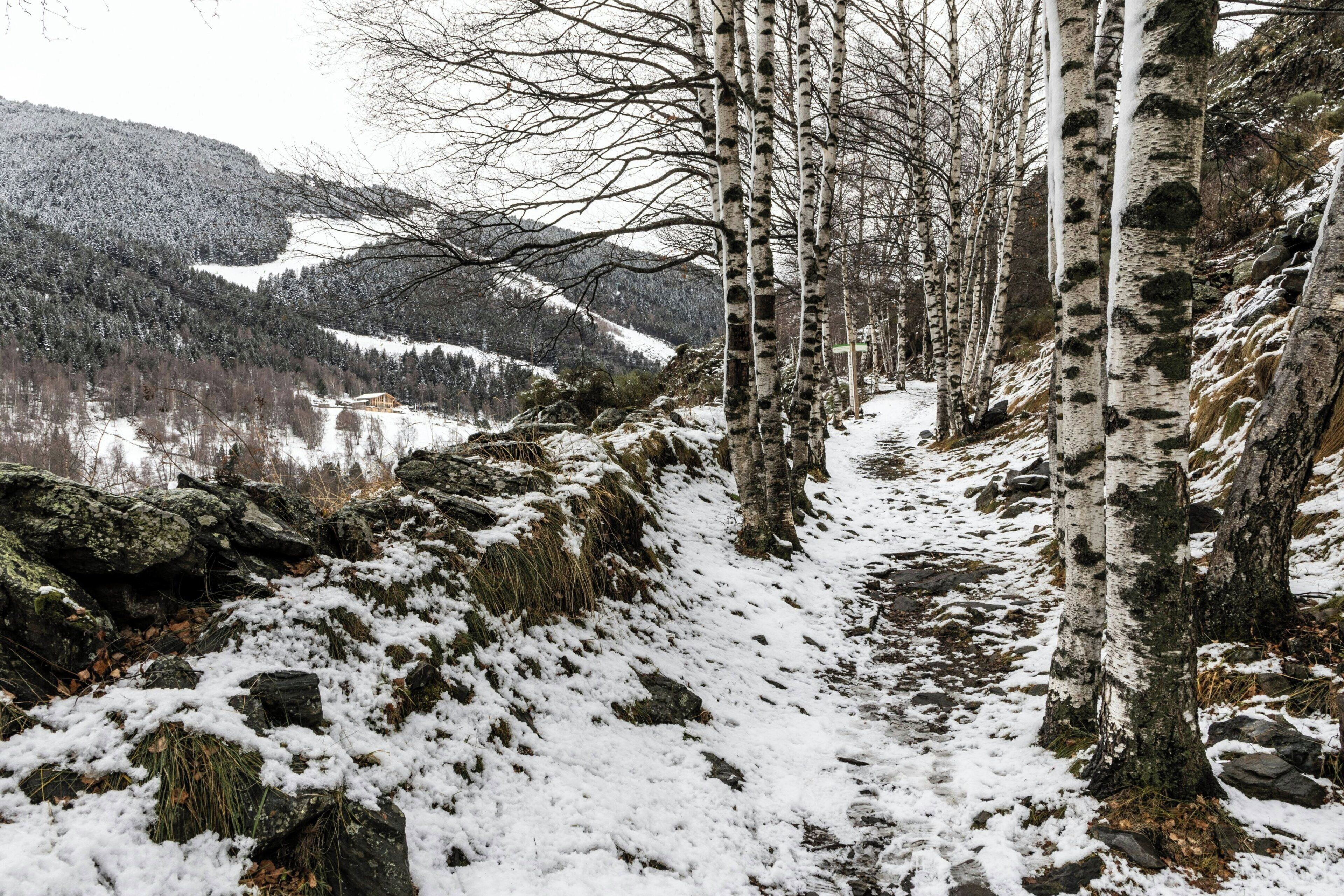Un sentier enneigé, bordé de bouleaux, qui mène à une région montagneuse.