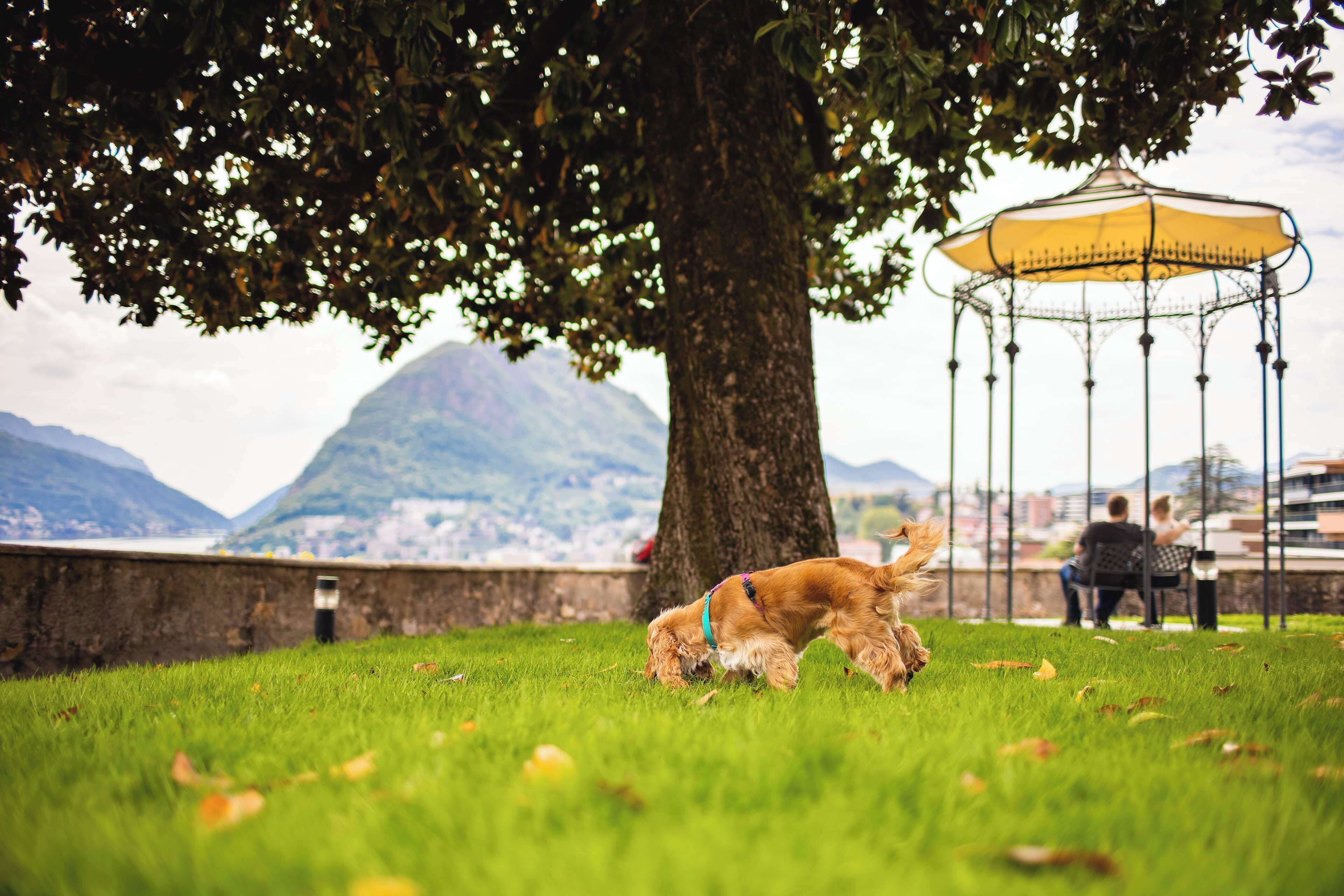 Un perro en un parque con un pabellón y montañas al fondo.
