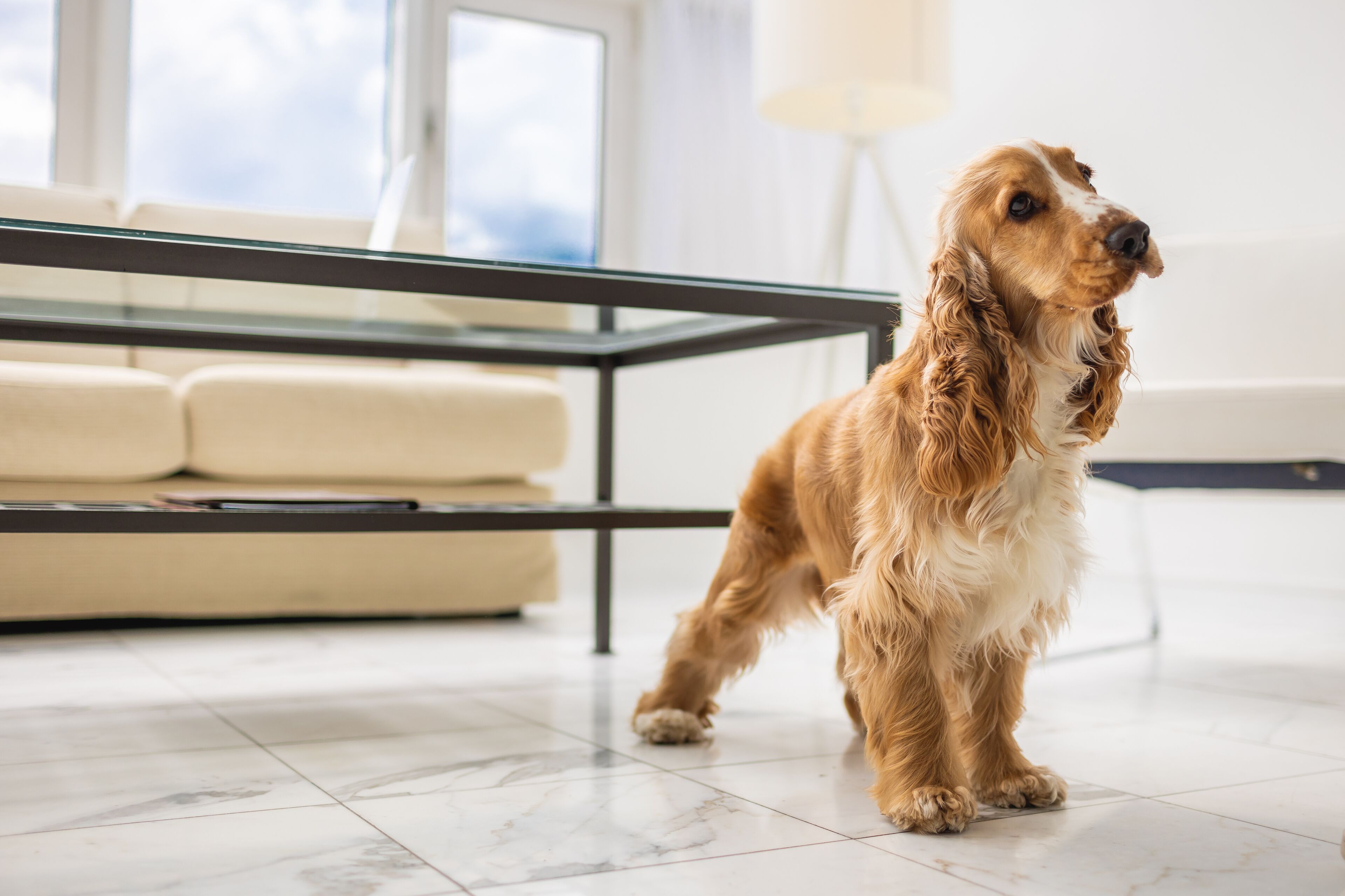 Een hond staat in een moderne woonkamer met een glazen salontafel en een witte bank.