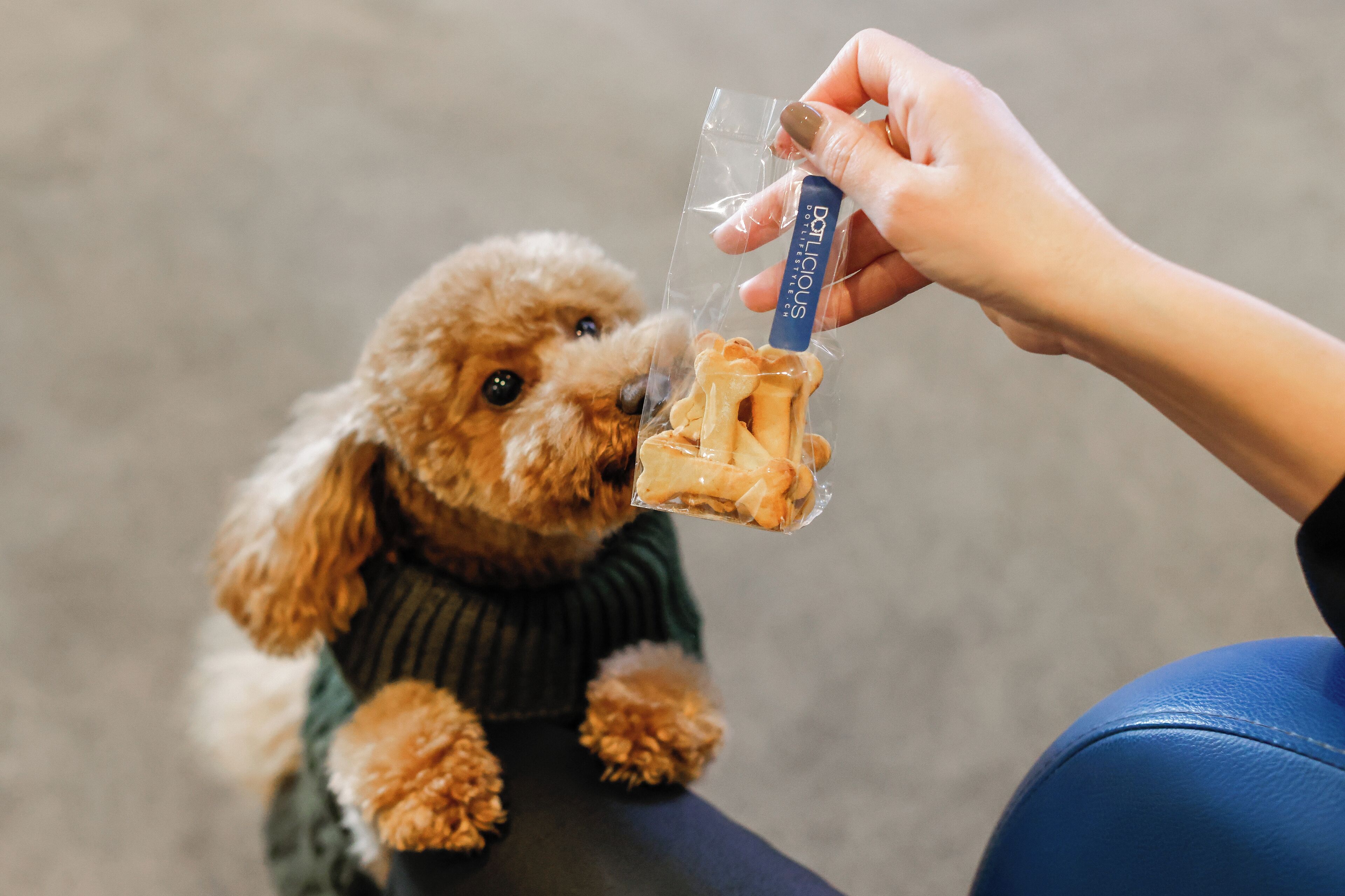 Un perro pequeño con un suéter siendo alimentado con una golosina por una persona.