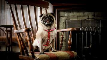 A pug sitting on a wooden chair with a patterned cushion.