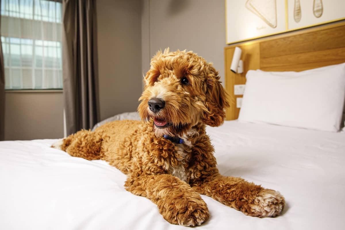 Room, 1 Double Bed (The Queen) | Desk, blackout drapes, iron/ironing board, free cribs/infant beds