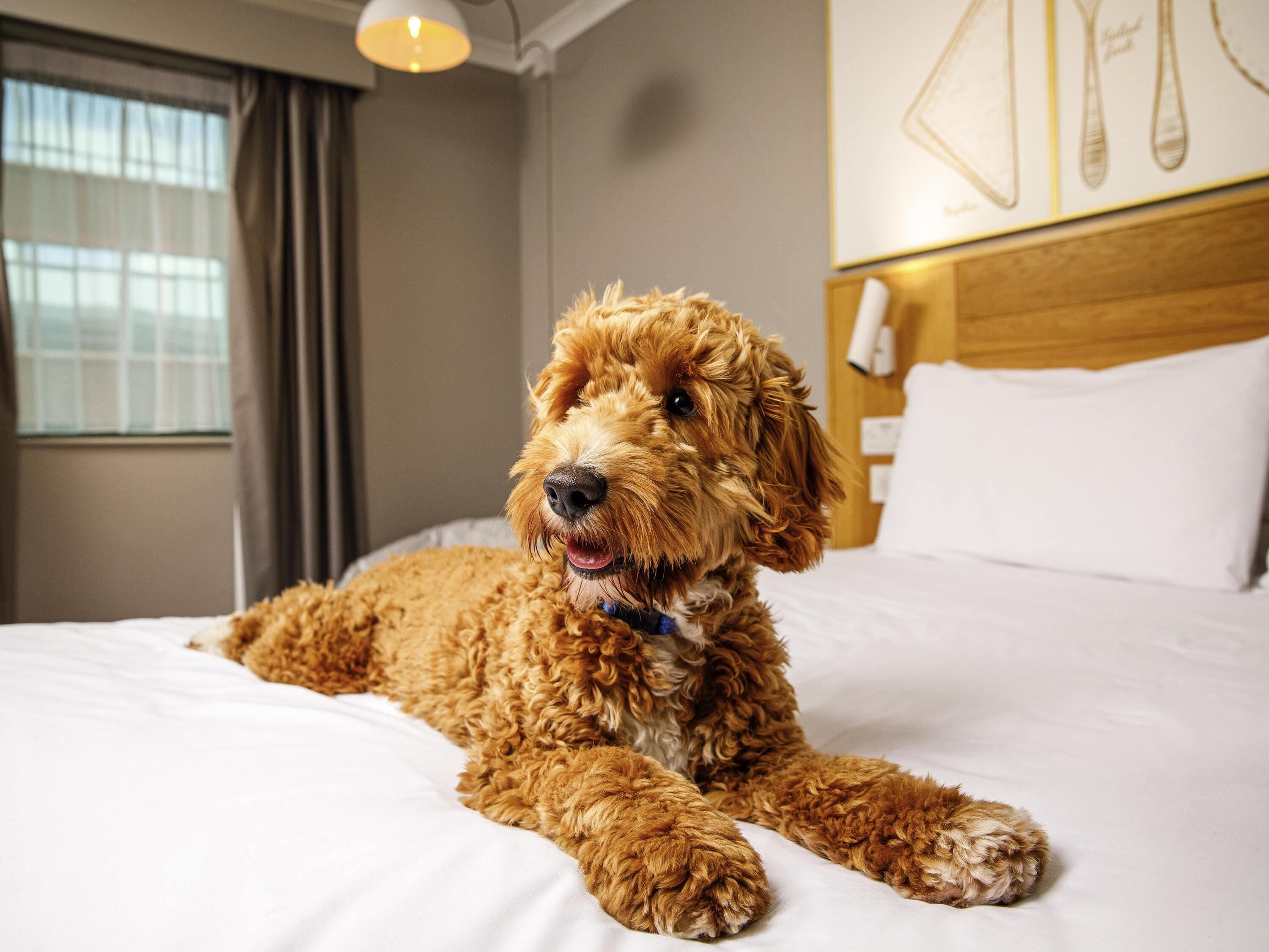 A dog lying on a bed in a hotel room with a window and a wall-mounted phone.