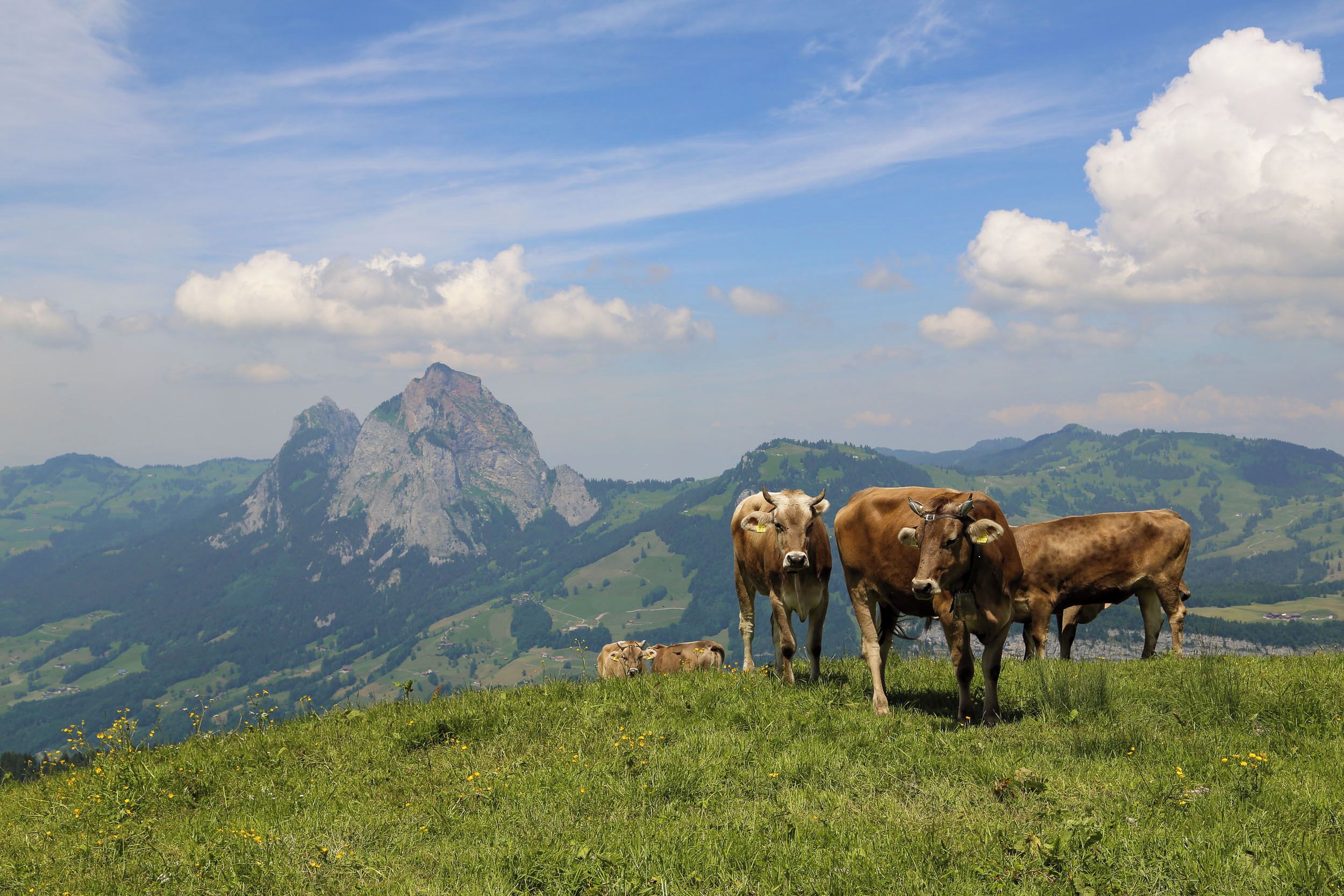 A mountainous landscape with cows grazing.