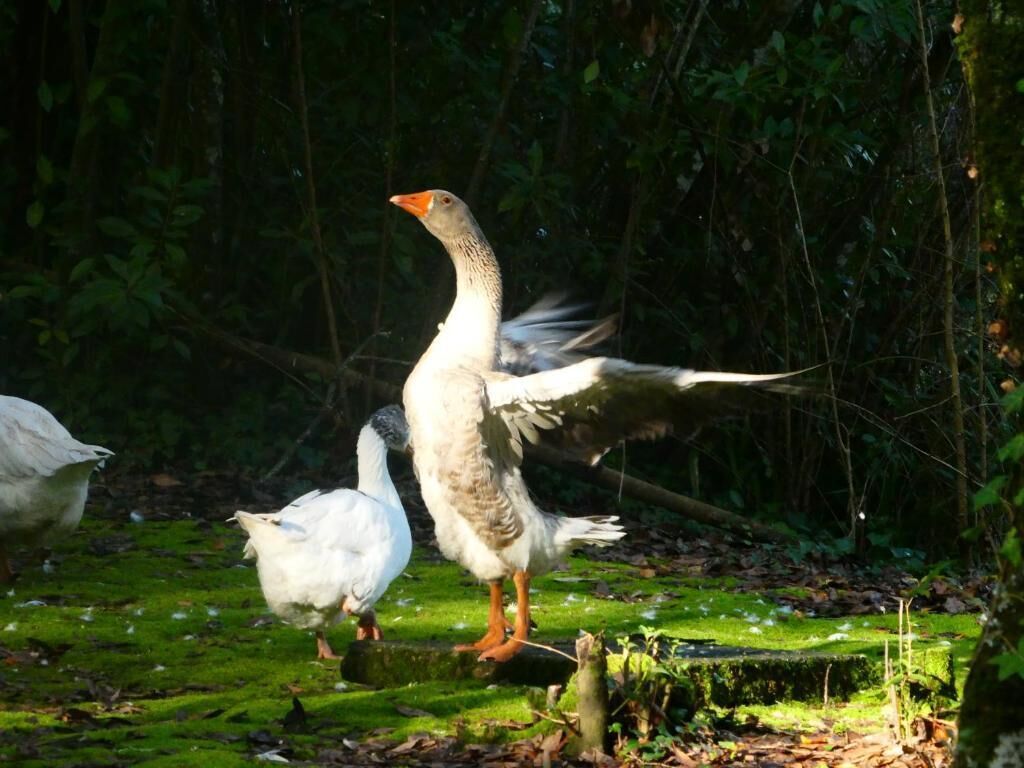 Ein Vogel mit ausgebreiteten Schwingen auf einer moosbewachsenen Fläche.