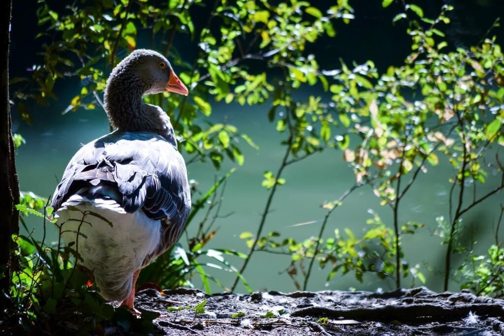 A bird standing on a rocky surface near a body of water with greenery in the background.
