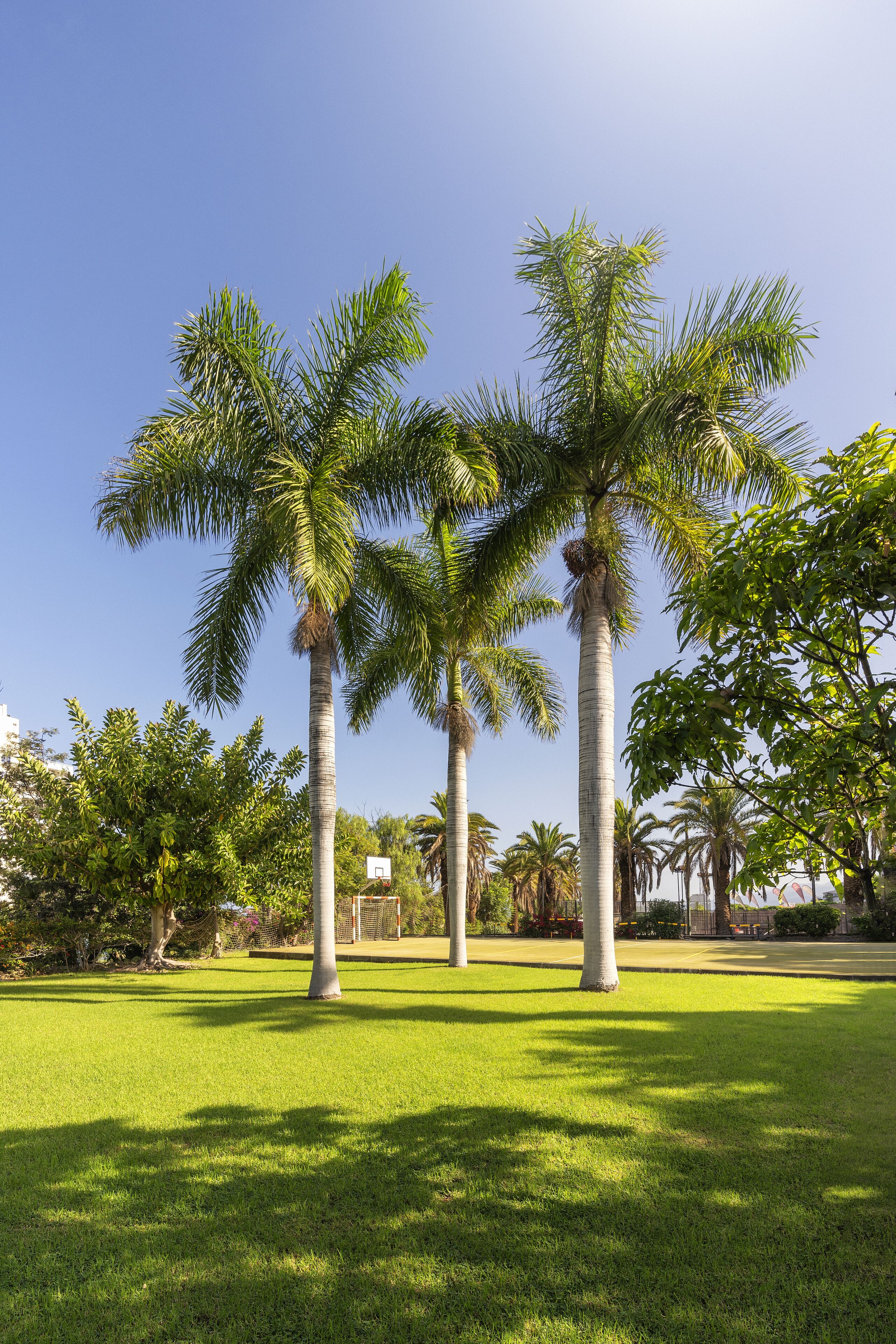 Foto - Precise Resort Tenerife