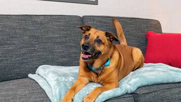 Een hond ligt op een grijze bank met een rood kussen en een blauwe deken.