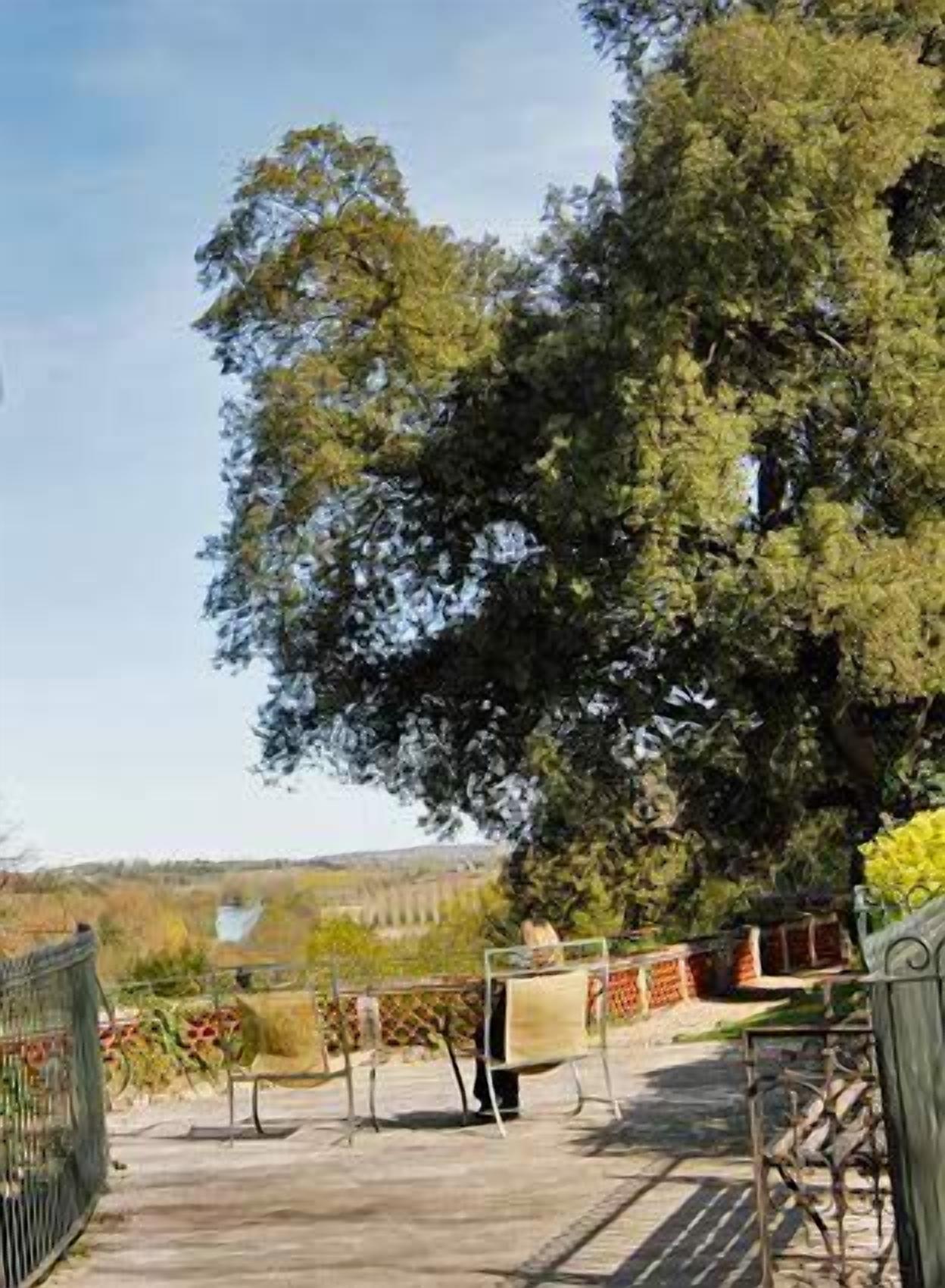 Zona de pati amb un arbre gran, una tanca metàl·lica i una banca.