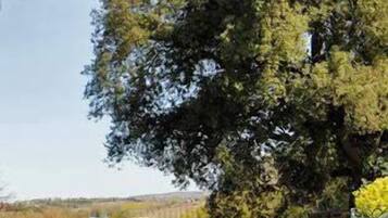 Zona de pati amb un arbre gran, una tanca metàl·lica i una banca.