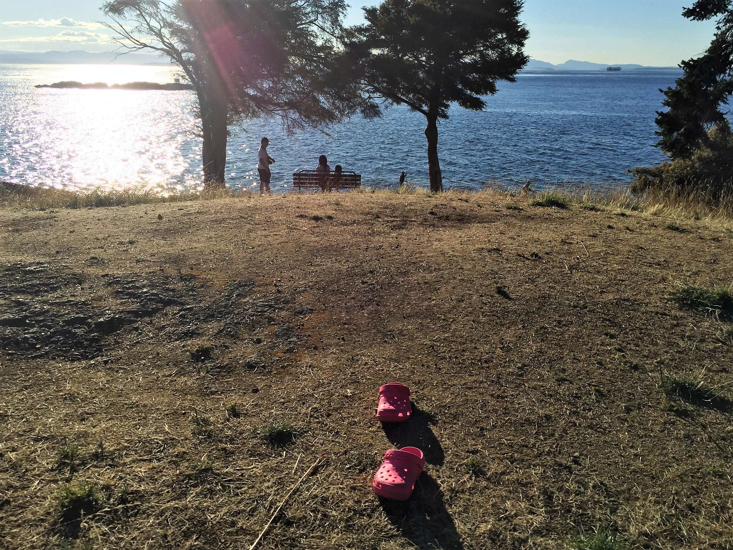 A grassy area with a bench and trees overlooking a body of water.