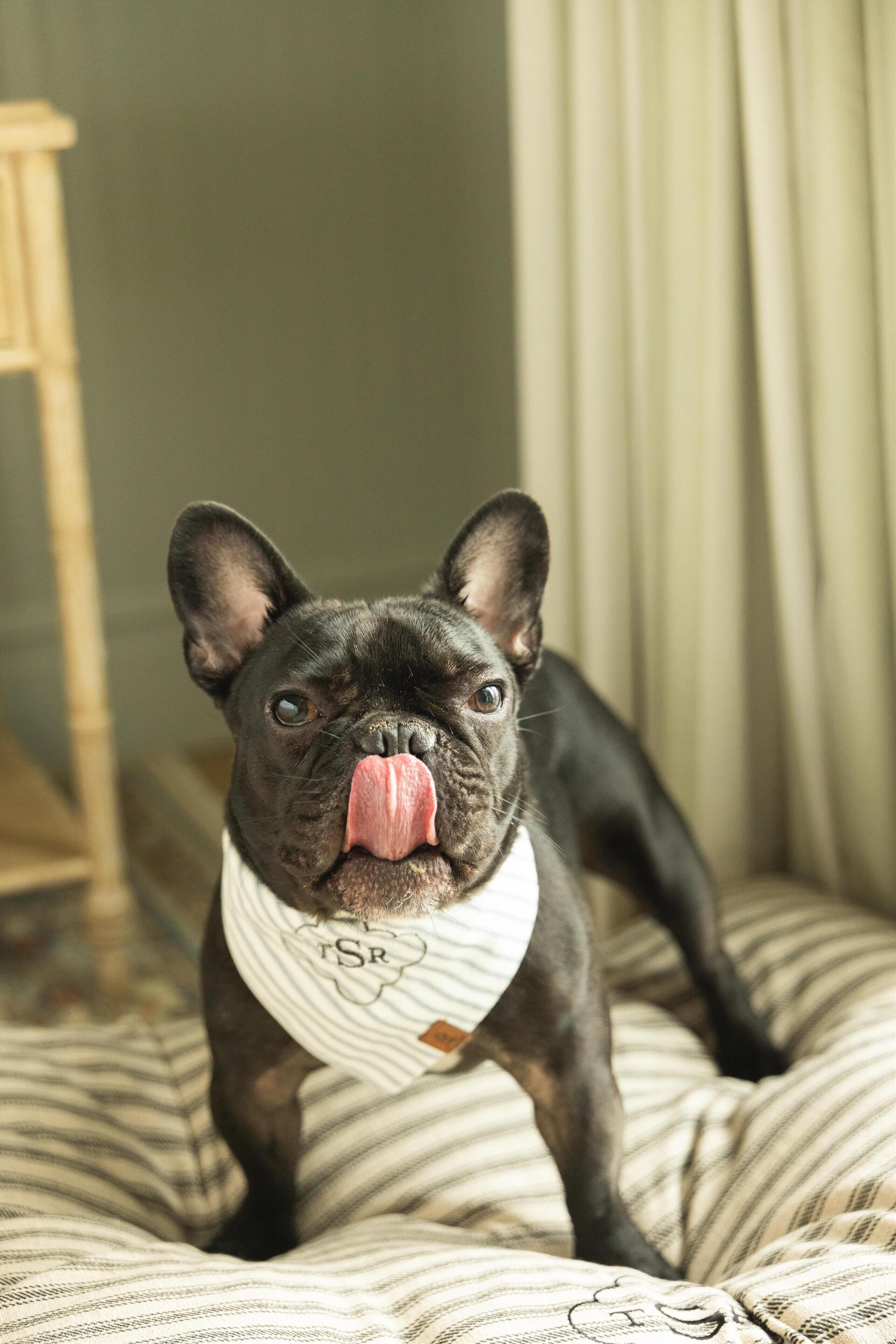 A black French Bulldog on a striped bed with a white bandana.