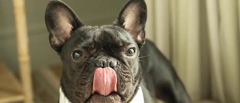 A black French Bulldog on a striped bed with a white bandana.