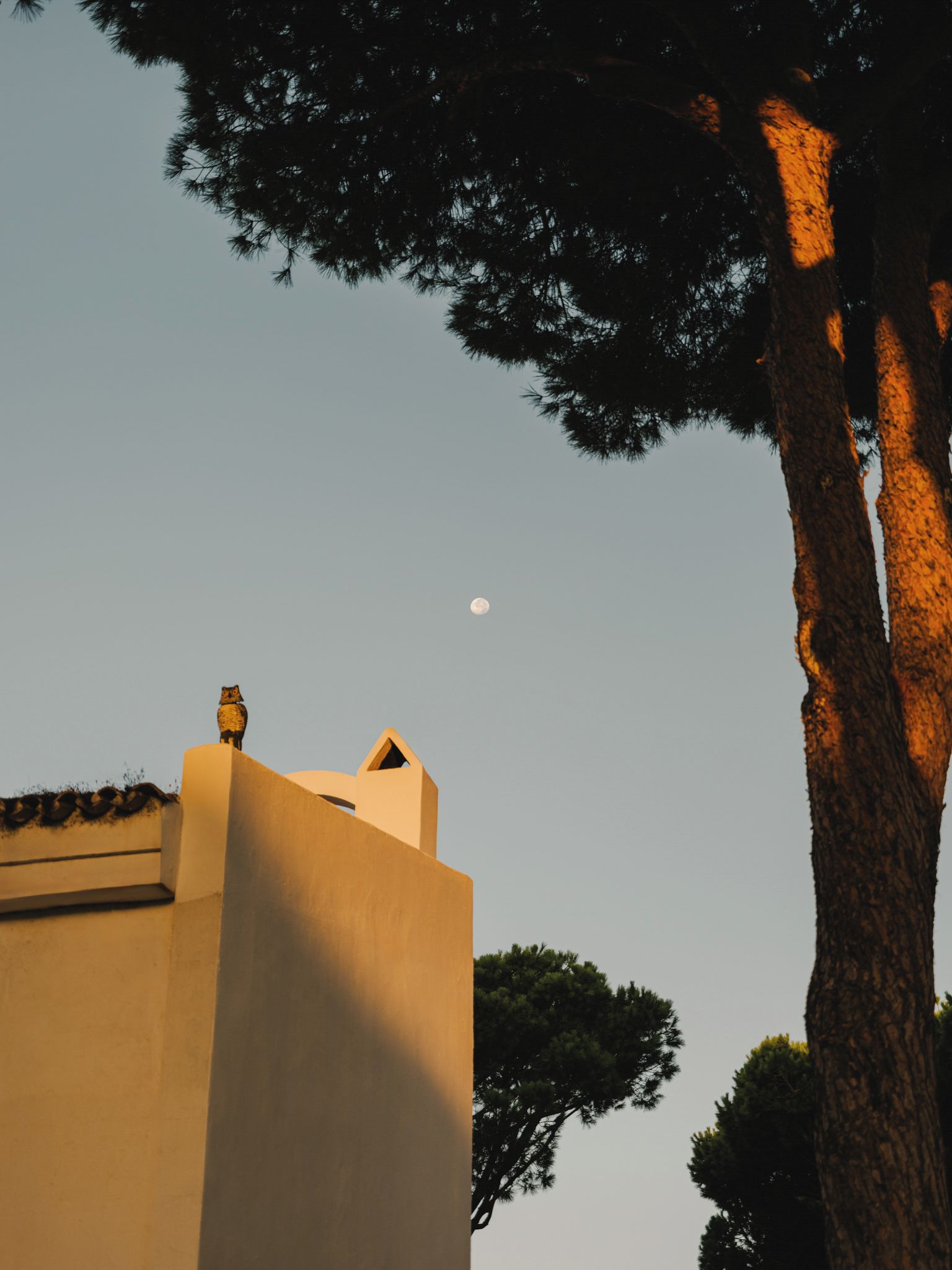 A building with a flat roof and a tree in the foreground.