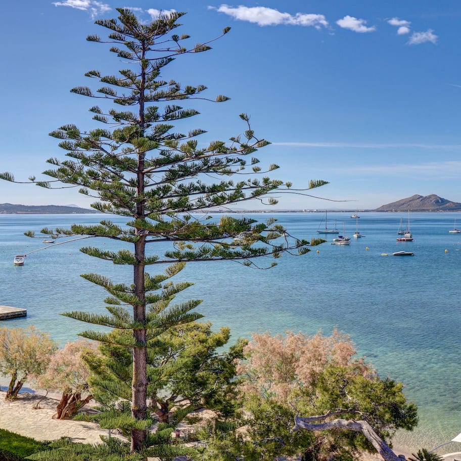 A coastal view with clear blue water, boats, and a prominent pine tree.