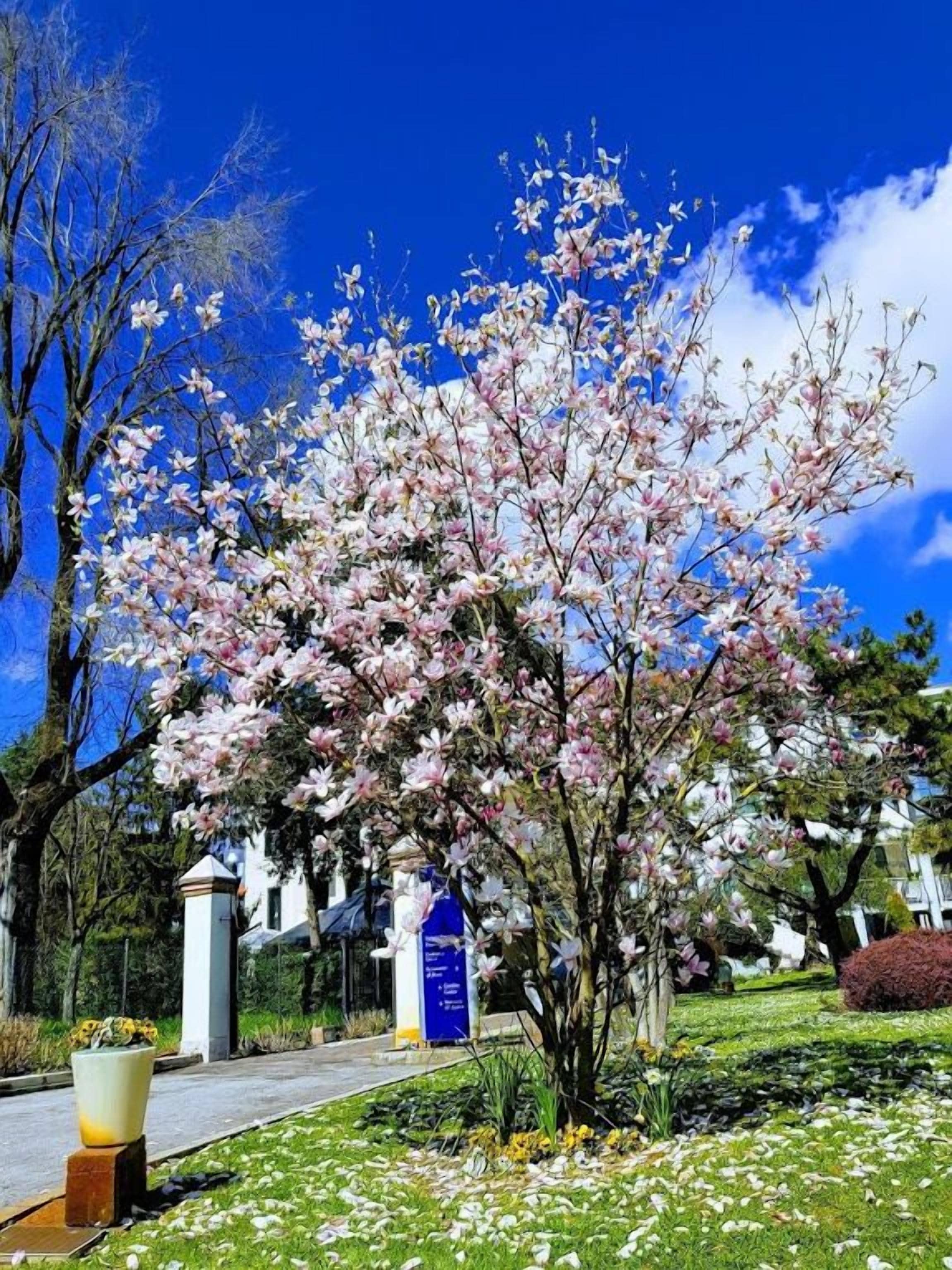 Foto - Park Hotel Ai Pini & Restaurant Ai Pini