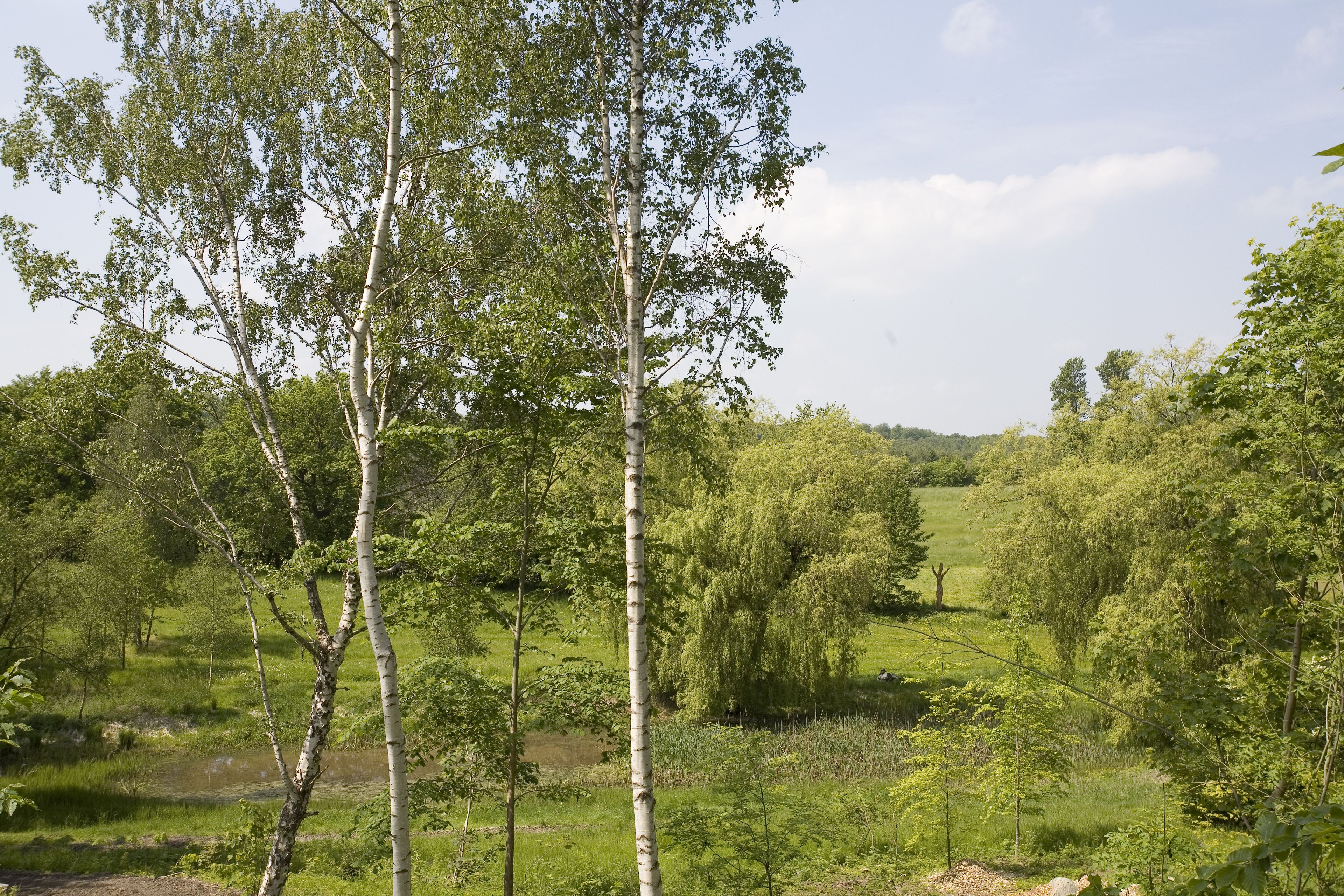 Foto - Comwell Holte