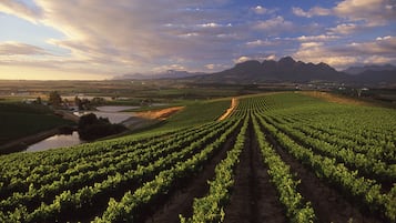 A vineyard with rows of grapevines extending towards a mountain range.