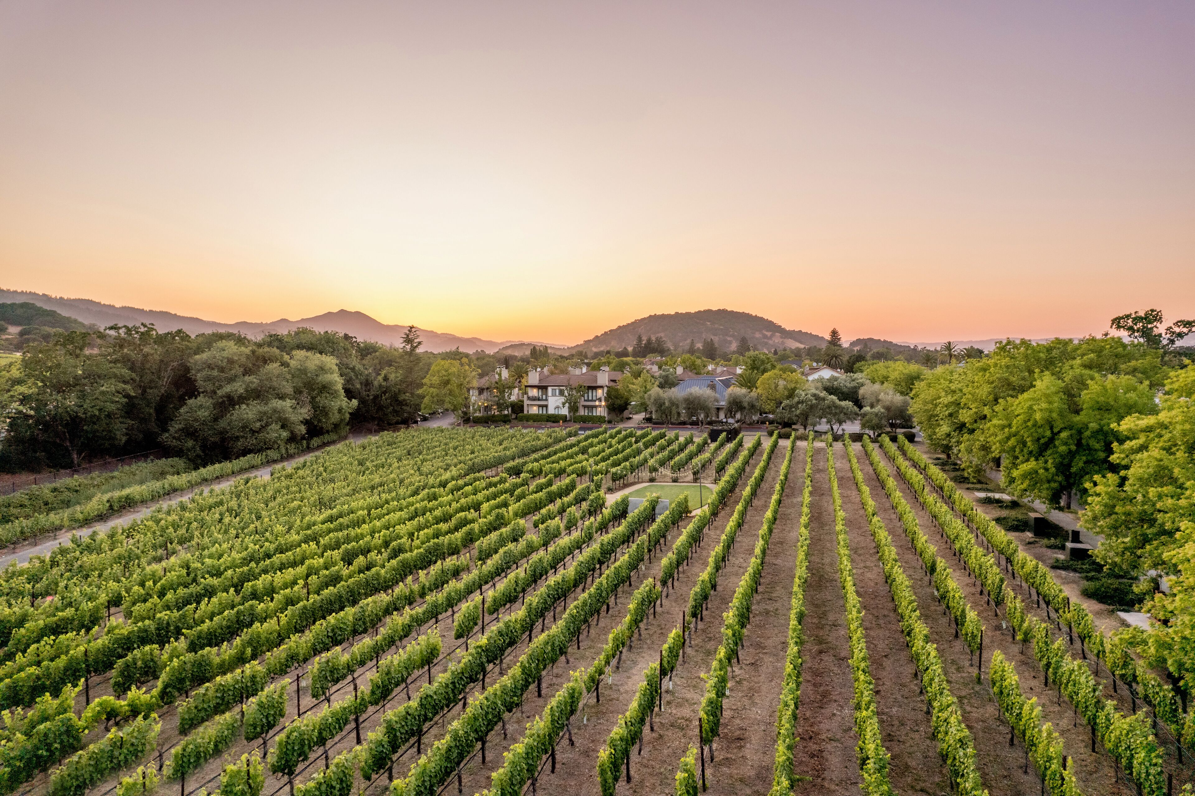 A vineyard with rows of grapevines and a building in the background.