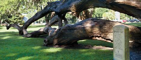 Un grand arbre abattu, avec une pancarte indiquant : « Chêne brisé ».
