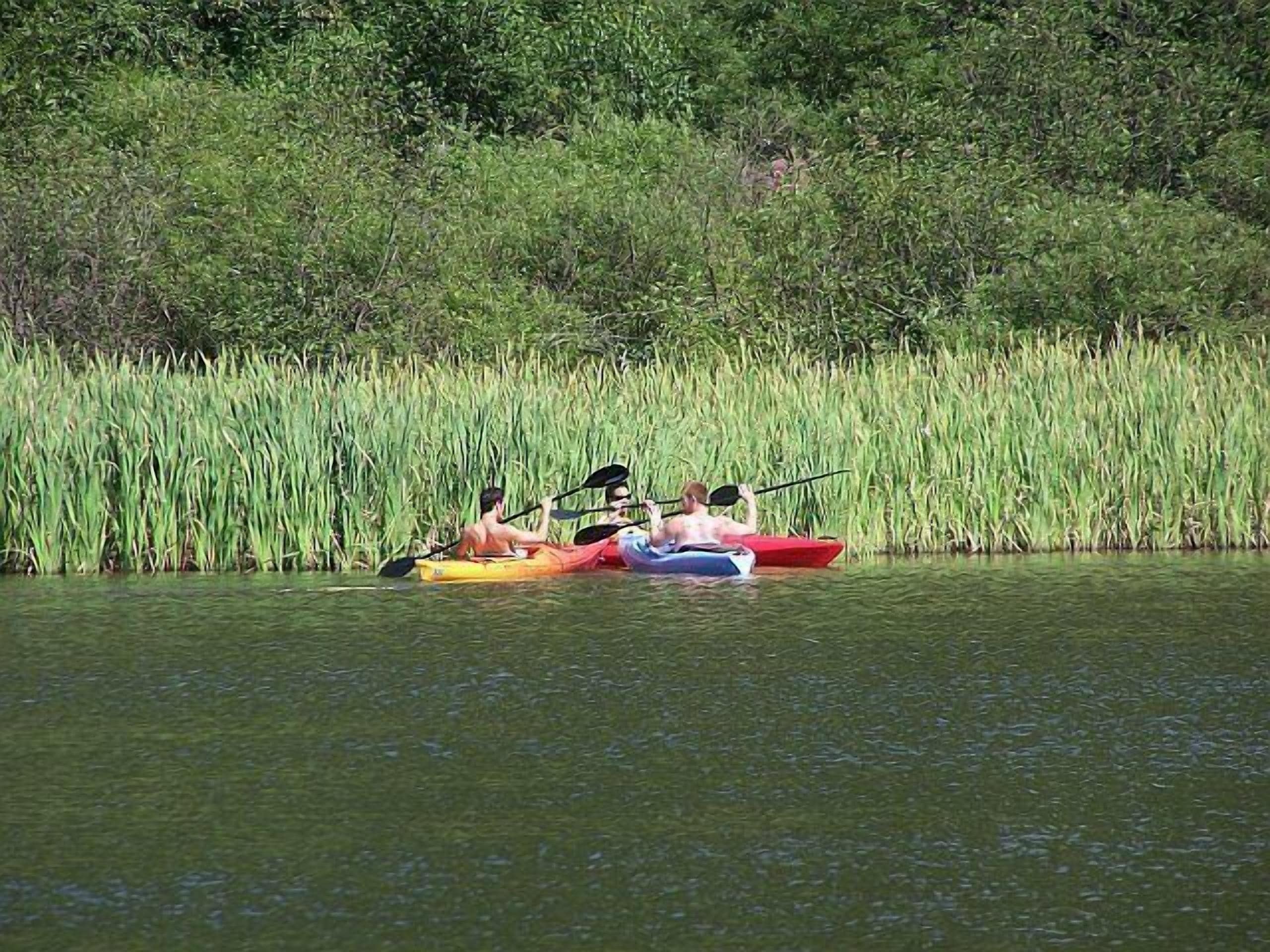 Three kayaks on a calm water body with dense green vegetation in the background.