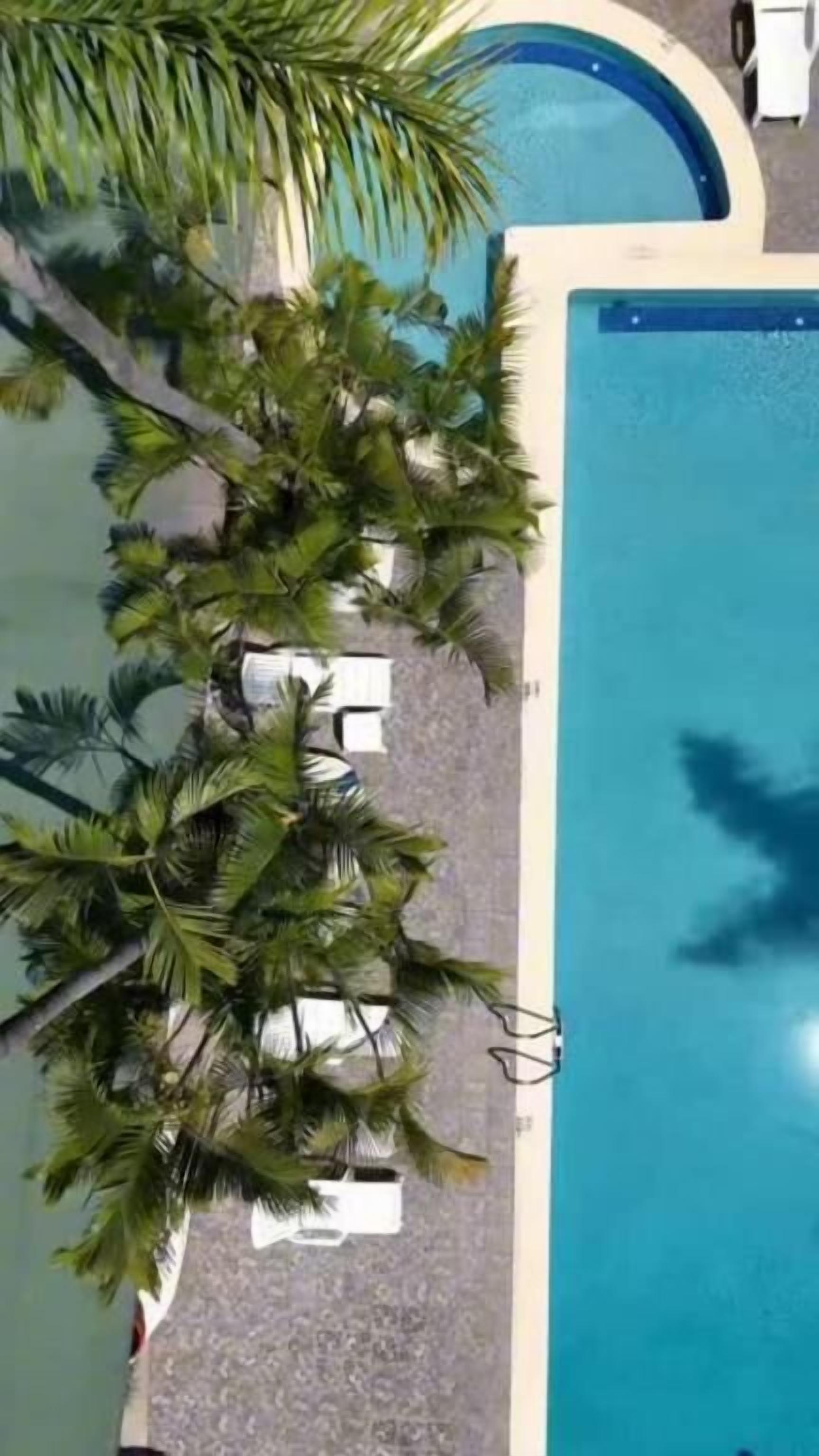 A swimming pool with palm trees and lounge chairs.