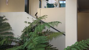 A staircase with a handrail, surrounded by ferns. - Motel on York (Dunedin)
