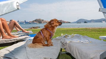 Acepta mascotas