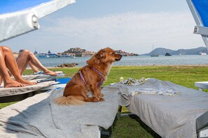 Pet-friendly