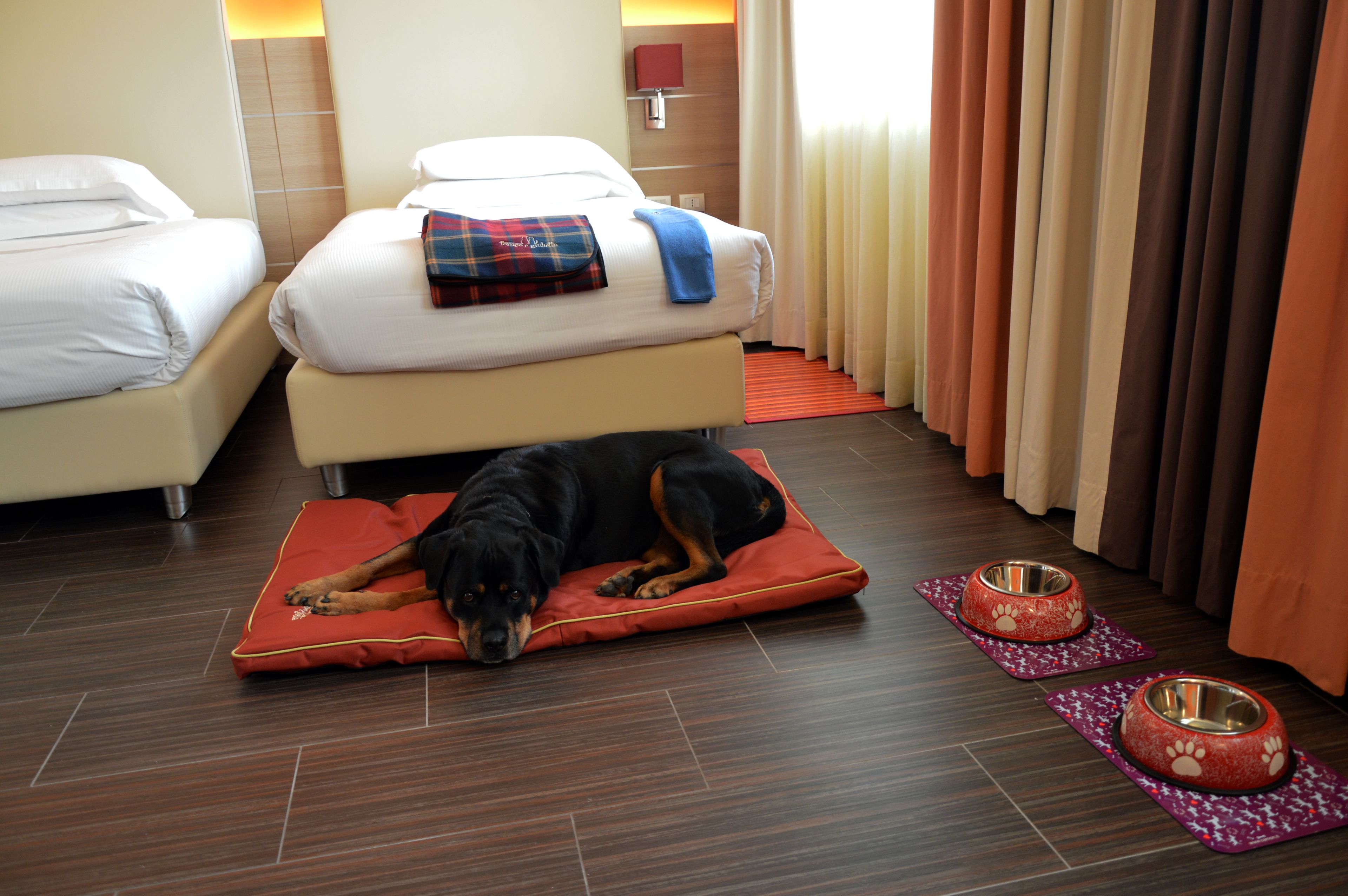 A hotel room with two beds, a dog lying on a red mat, and two pet bowls on the floor.