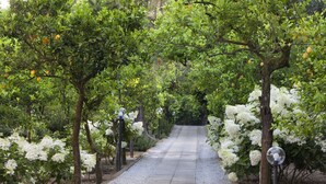 A pathway lined with trees bearing white flowers and oranges, leading to a distant white building.