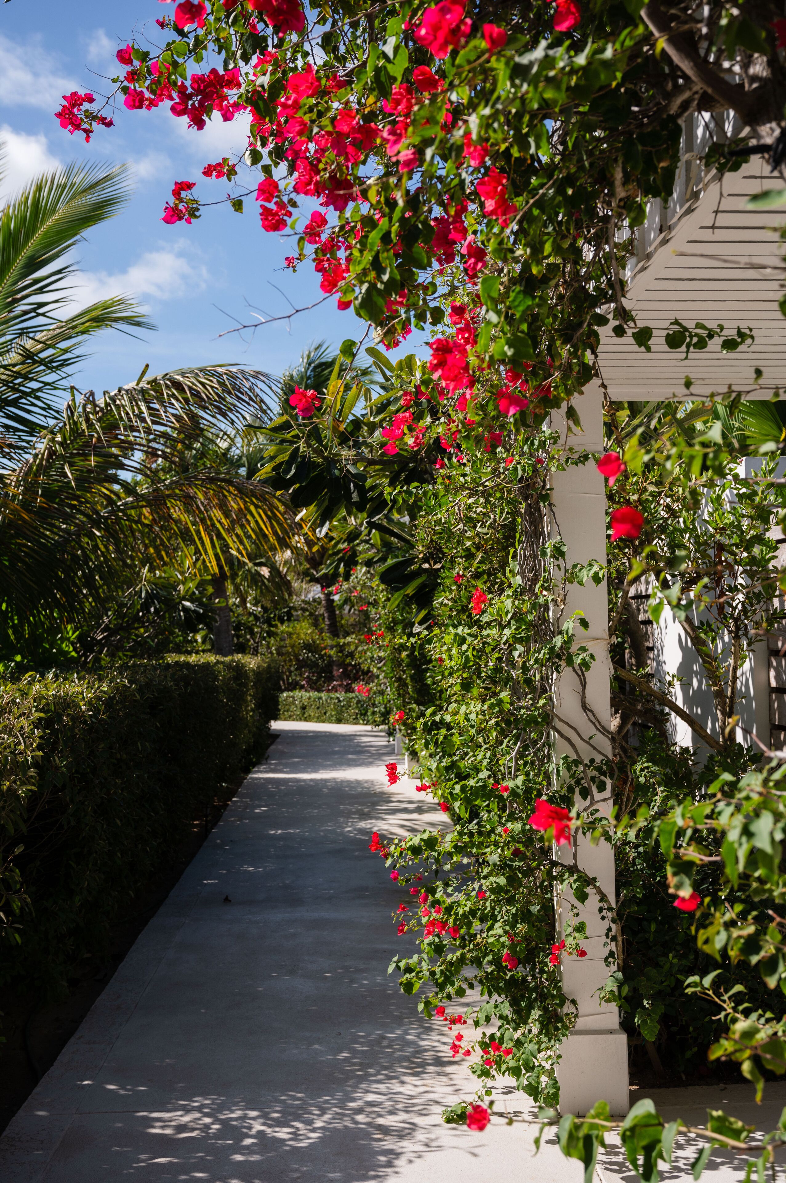 A pathway flanked by lush greenery and vibrant red flowers, leading to a building with a white facade.