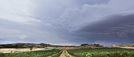 Un vignoble où s'étendent des rangées de vignes sous un ciel nuageux.