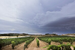 Vignoble