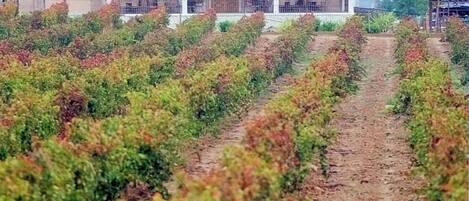 A vineyard with rows of grapevines leading to a building with a red-tiled roof and a bell tower.