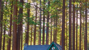 A cabin with a red exterior and green trim, surrounded by tall trees.