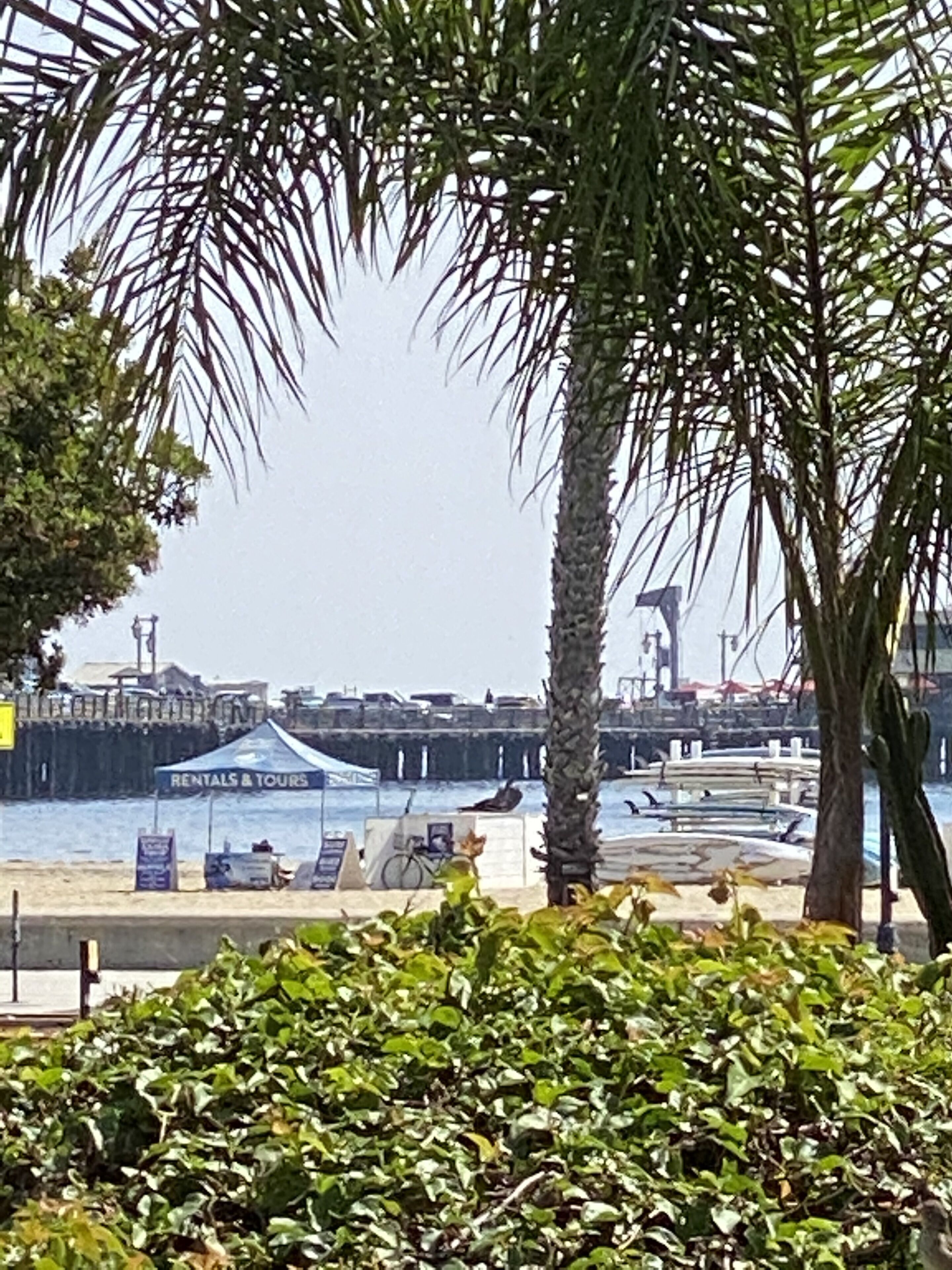 Photo - Villa Rosa Inn