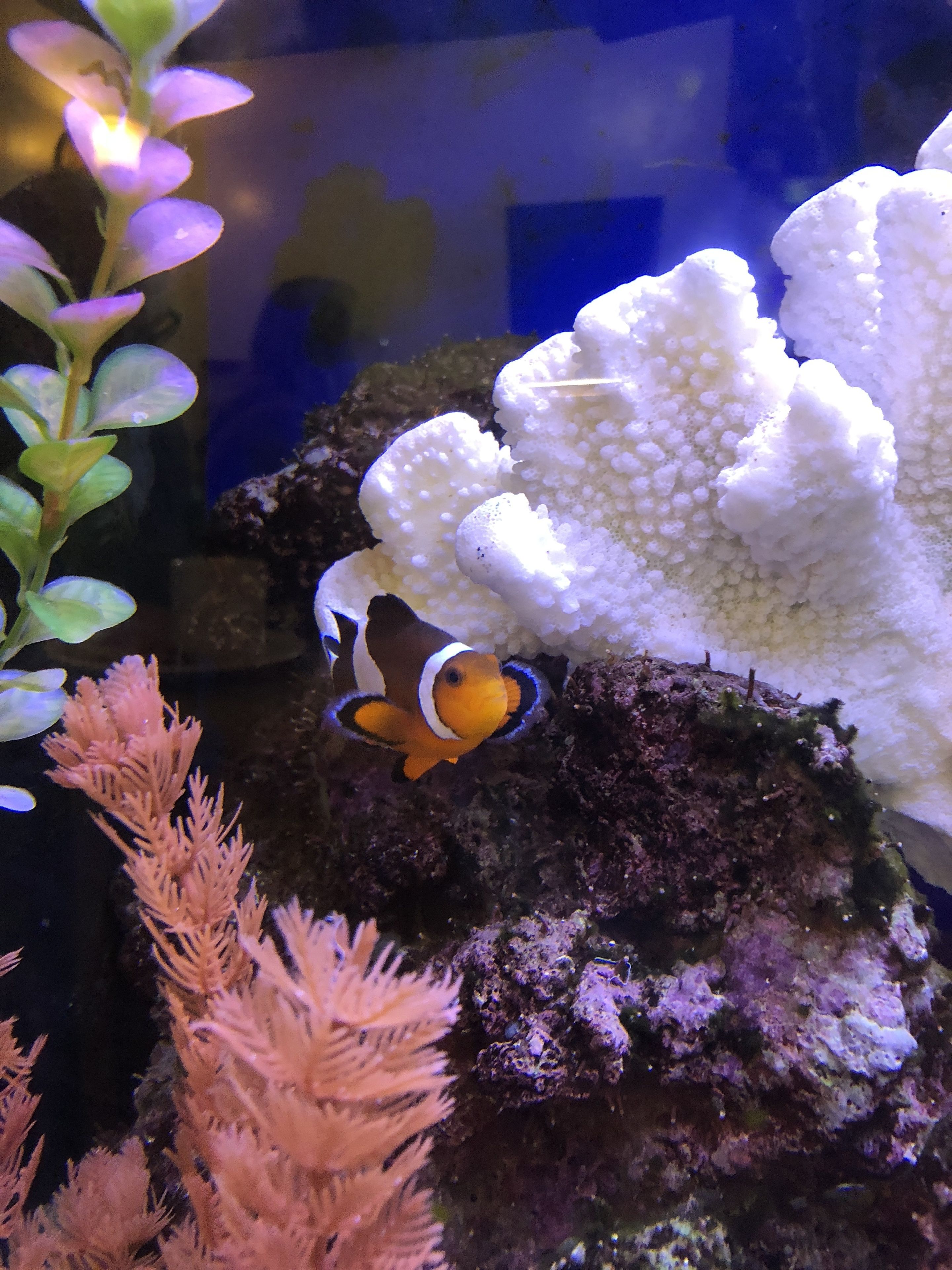 Foto - Ala Mar by the Sea