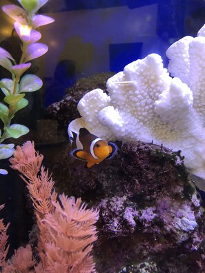 Free continental breakfast