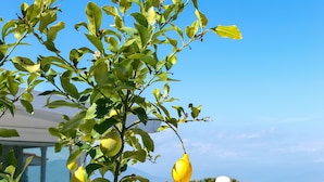 A balcony with a view of the sea, a woman in a blue dress and white hat, and a lemon tree. - Le Terrazze (Sorrento)