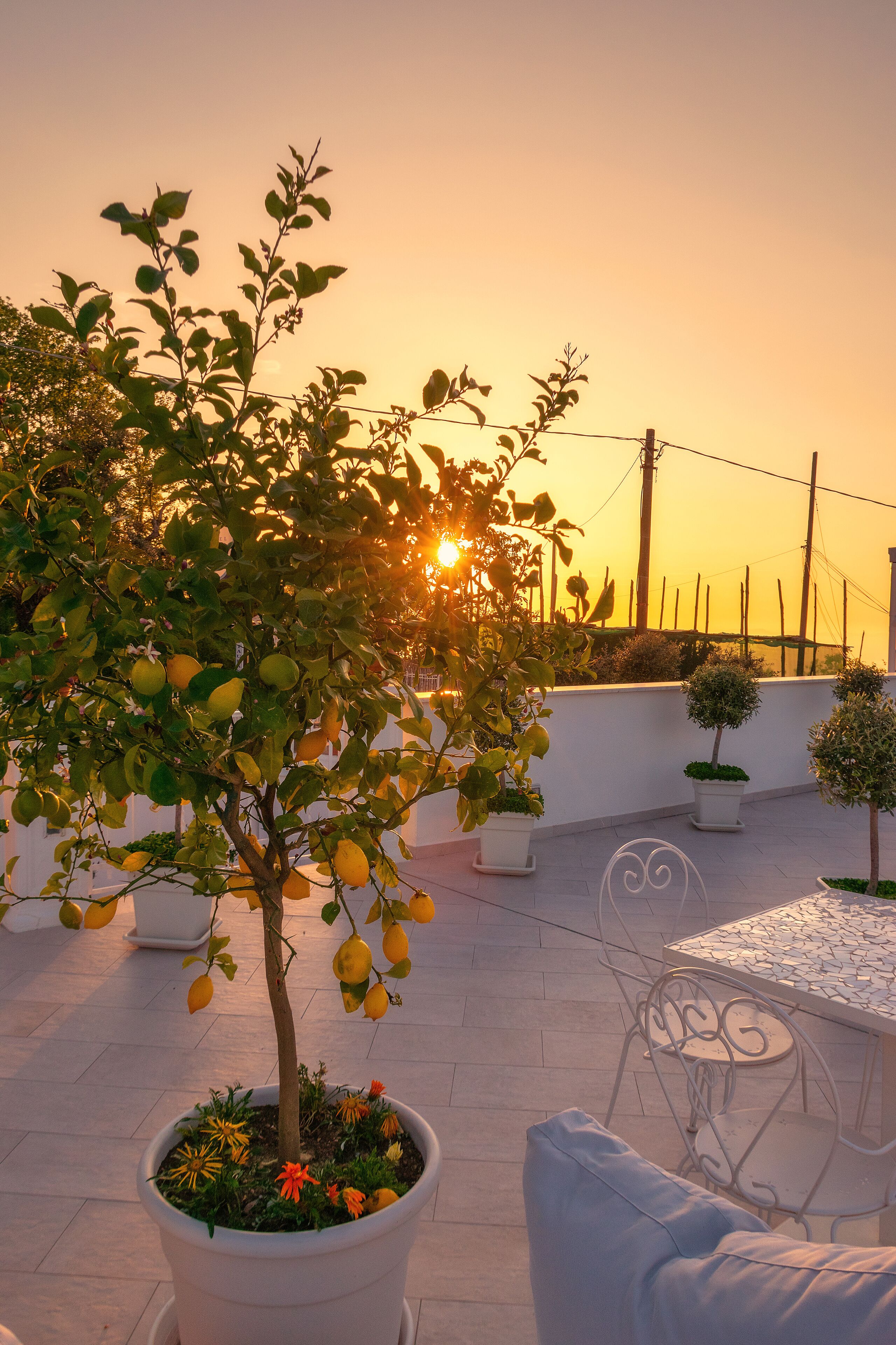 Une terrasse sur le toit agrémentée de plantes en pot, d’une table en métal et d’un mur blanc.