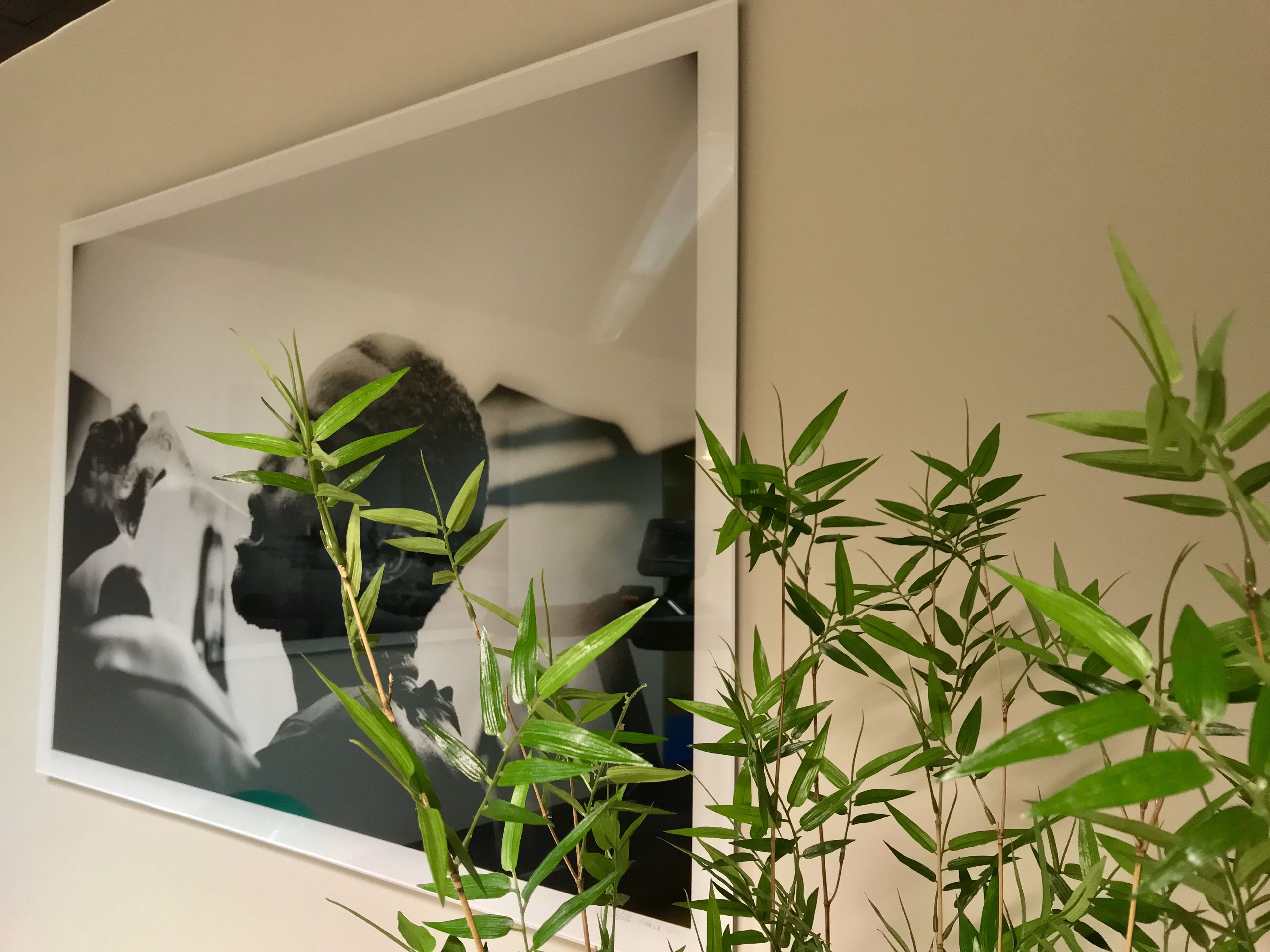A framed black and white photograph on a wall, partially obscured by green bamboo plants.